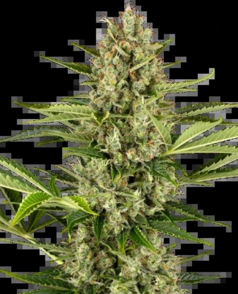 Sensi Jack Herer 3+1 Auto Sensi Jack Herer 3+1 Auto